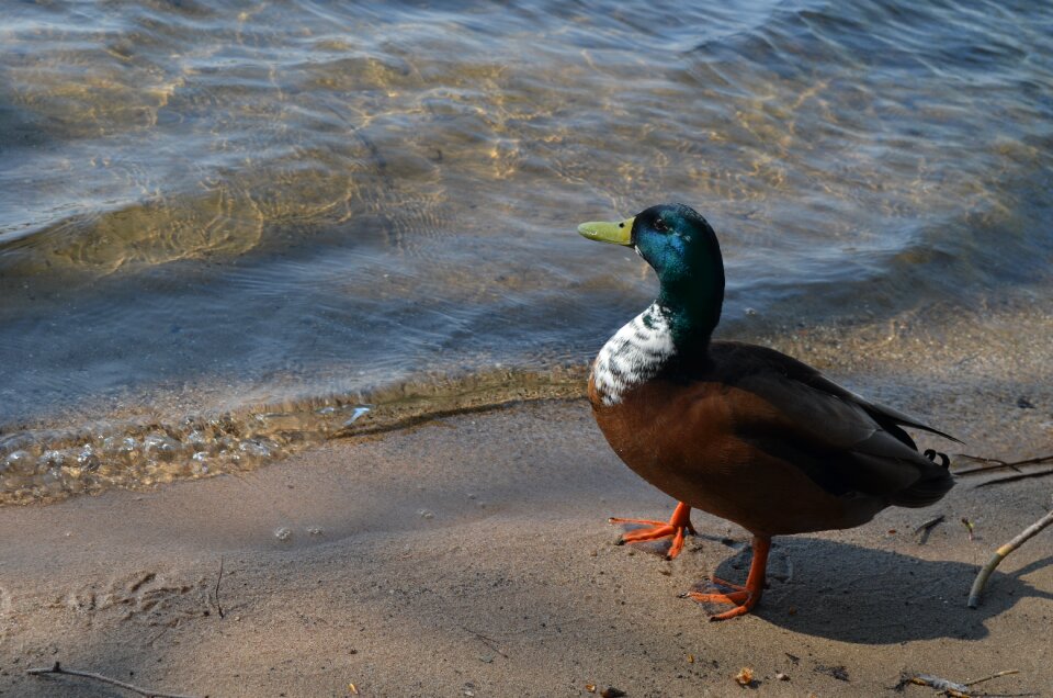 Lake wildlife