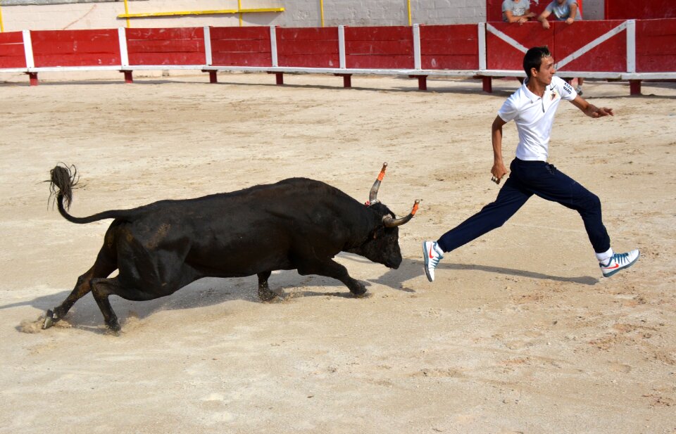 Camargaise race animal bull