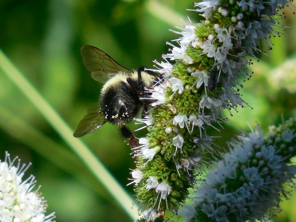 Nature pollen fly