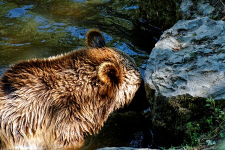 Animal mammal predator