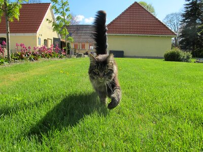 Cat birkende farm shop birkende