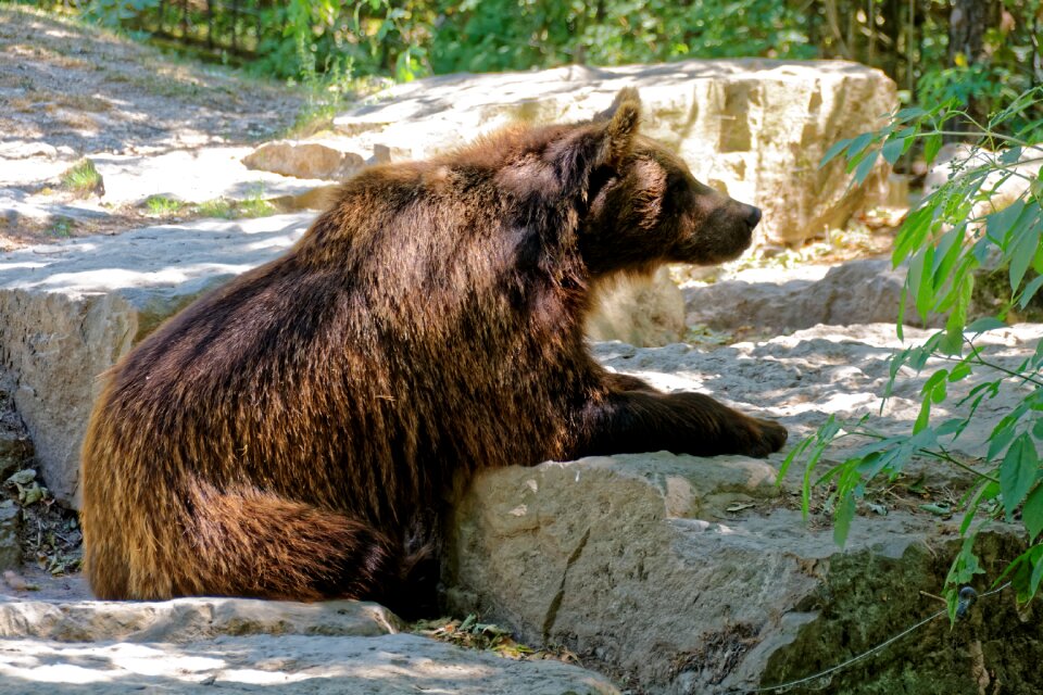 Animal mammal predator