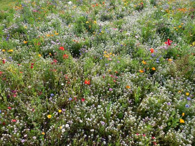 Flower meadow summer meadow summer