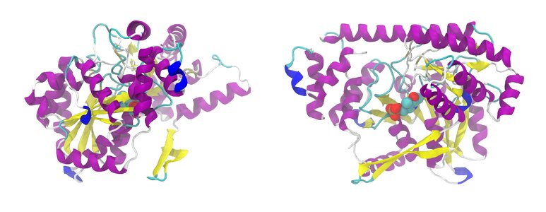 Aminotransferase protein secondary structure