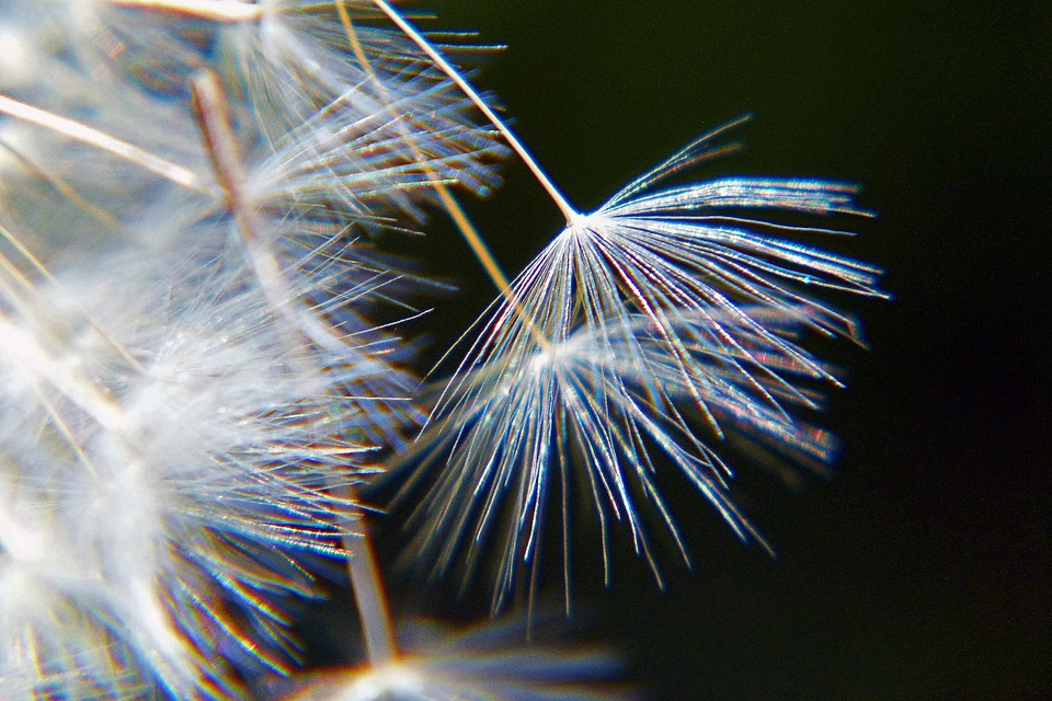 Filigree seed natural