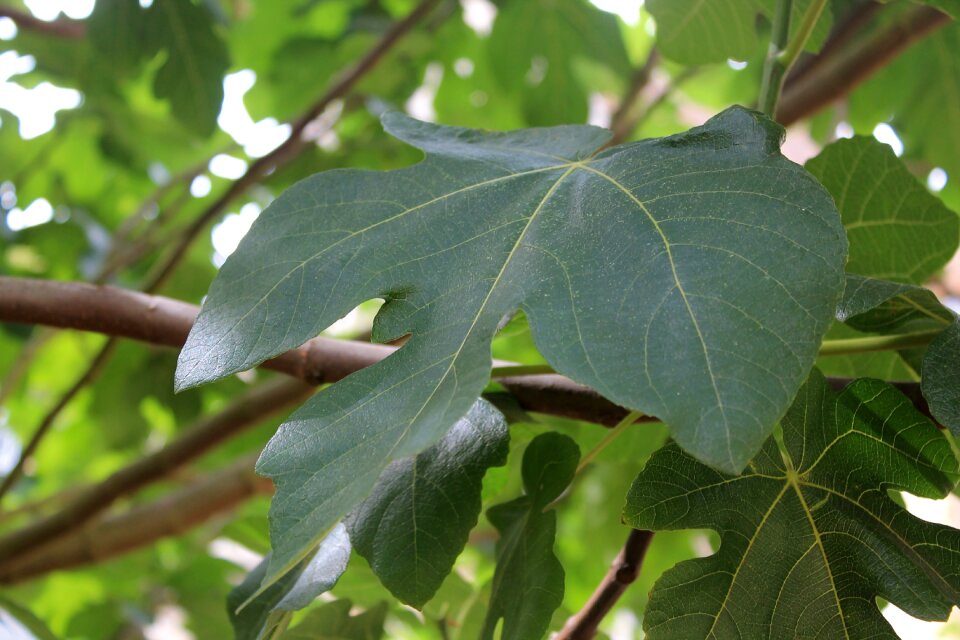 Foliage nature plant