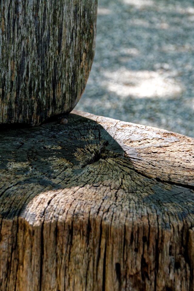 Weathered nature tree stump