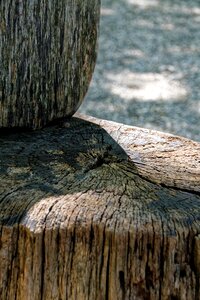 Weathered nature tree stump