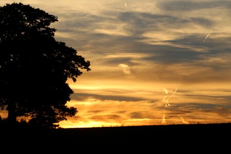 Tree luxembourg air photo