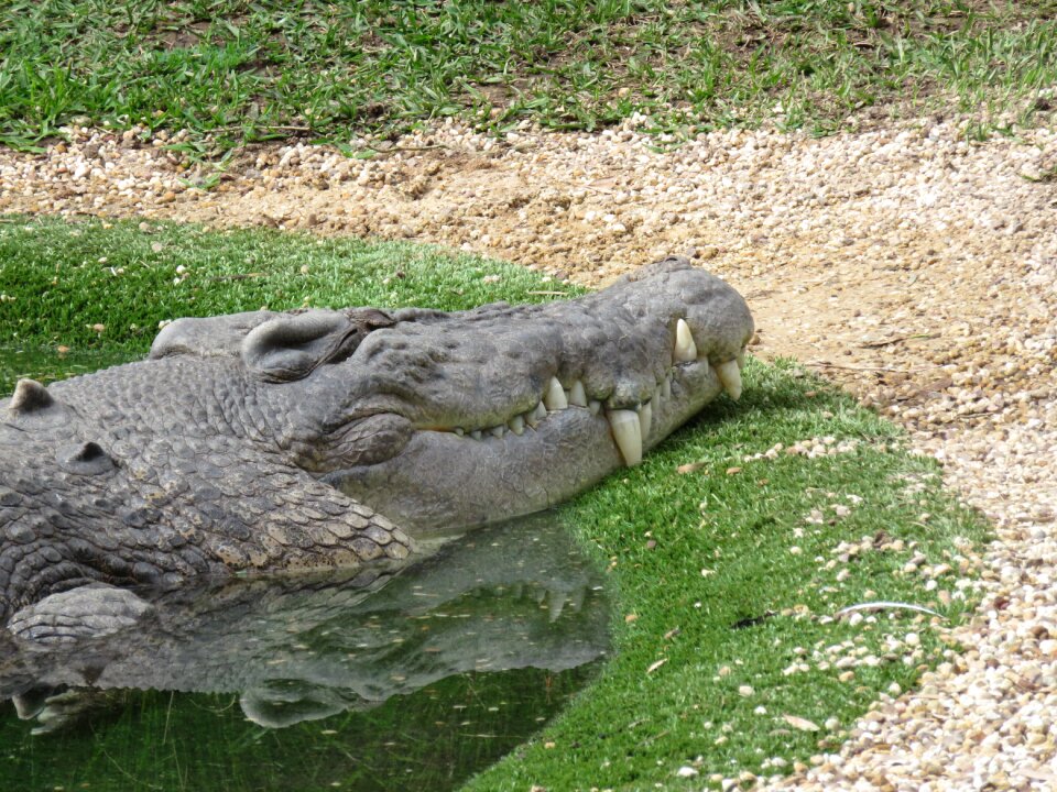 Wild wildlife reptile
