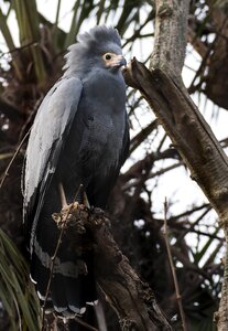 Bird animal zoo photo