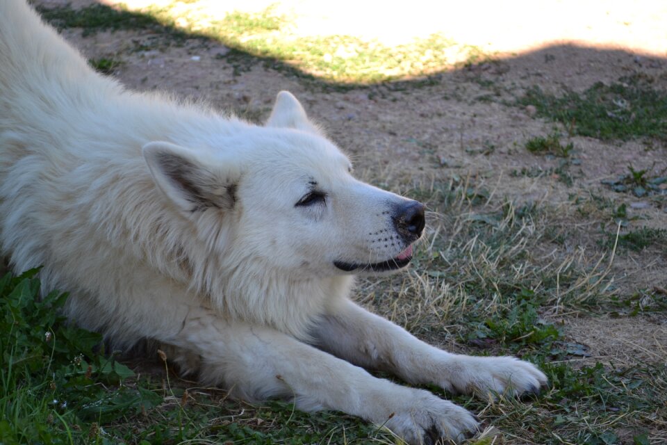 Dog pet animals