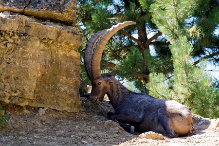 Animal nature herbivores