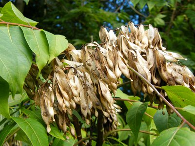 Tree flora botany