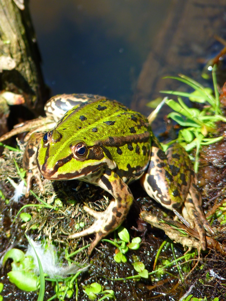 Green water creature photo