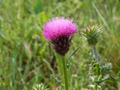 Meadow flora wild photo