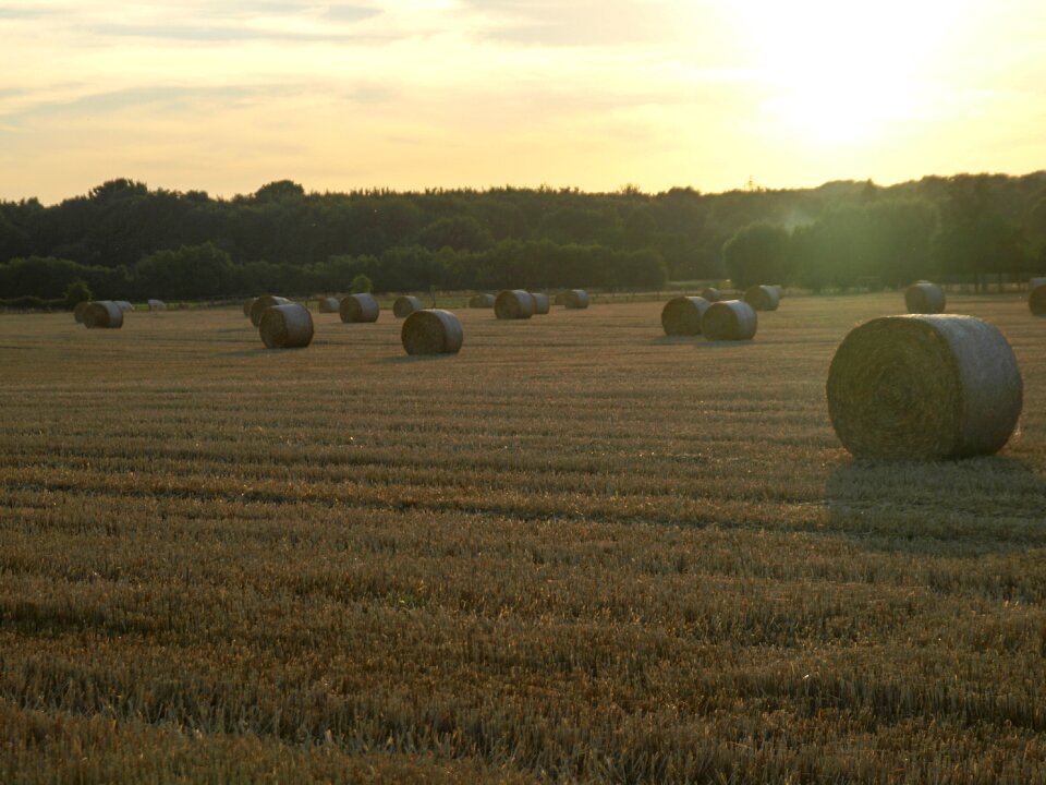Straw straw bales field