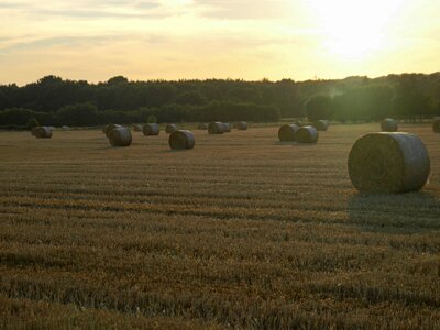 Straw straw bales field