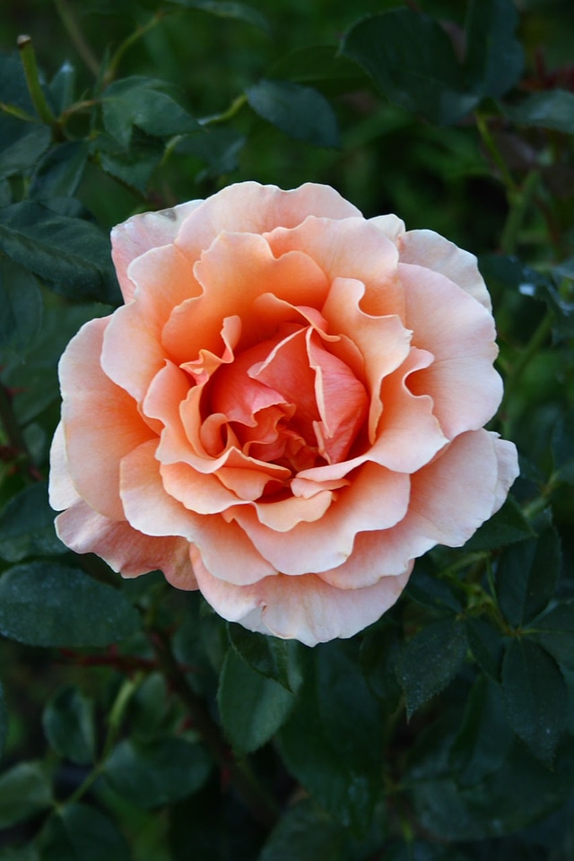 Flower plant romantic