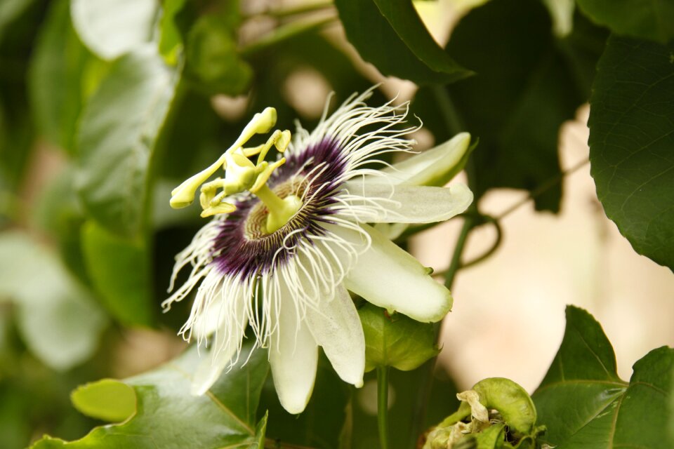 Passion fruit nature color