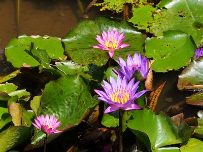 Lotus leaf pond i manage to