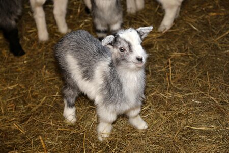 Kid animal the sheep