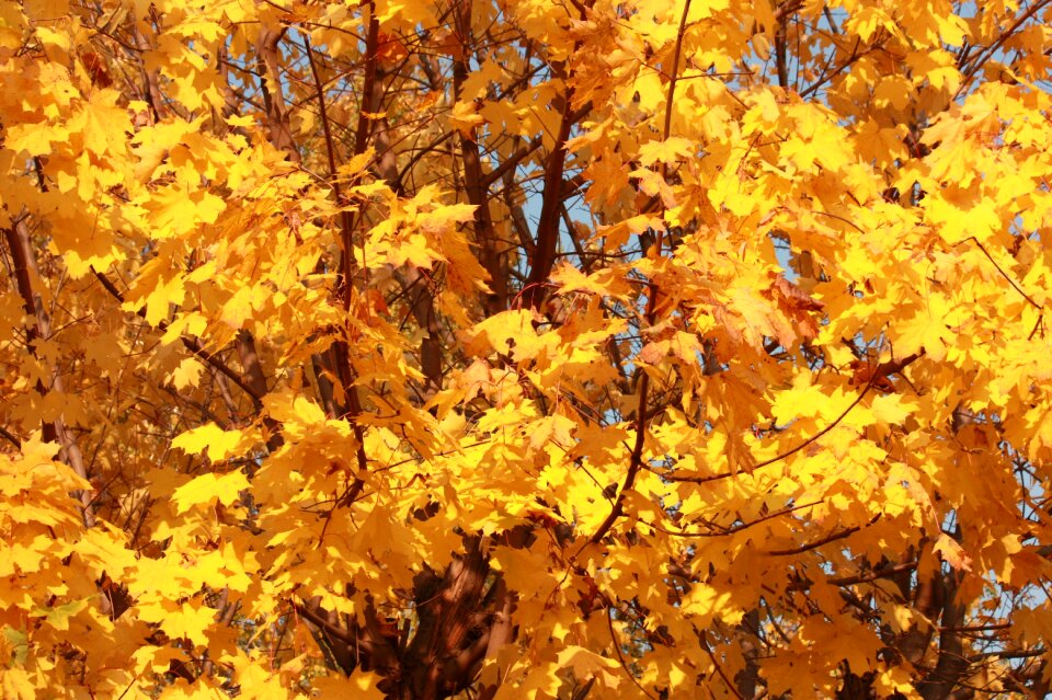Golden autumn golden maple listopad