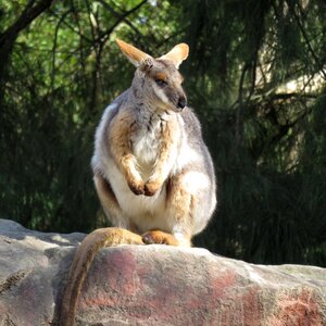 Wallaby australia animal