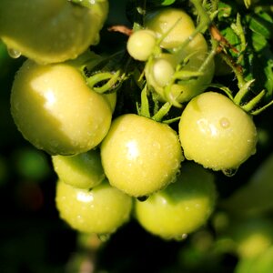 Summer water bush