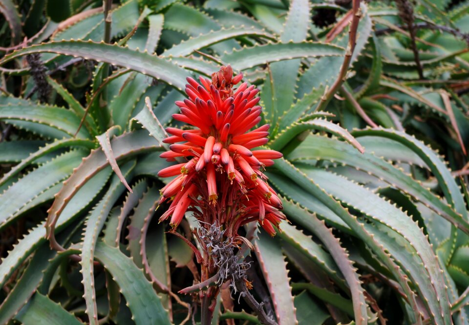 Inflorescence blossom plant