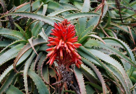 Inflorescence blossom plant photo