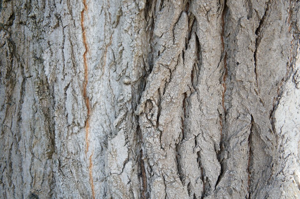 Structure wood nature