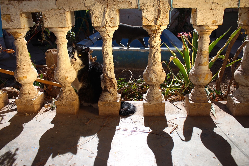 Cat shadows sun