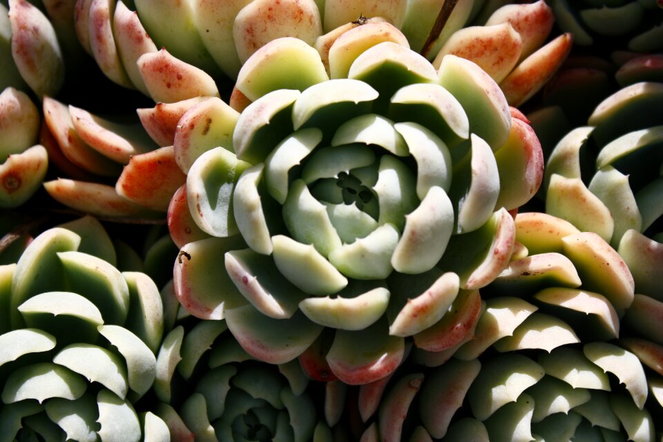 Color green red
