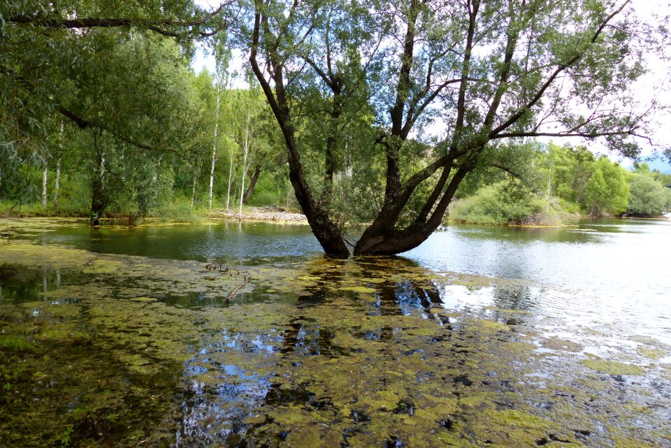 Pond trees contrast
