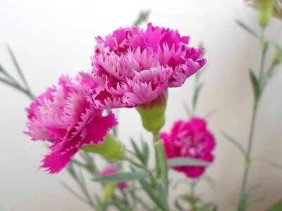 Flower œillet plant