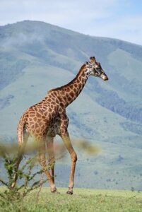Giraffe africa animals