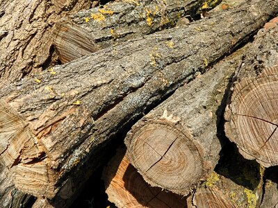 Tribe pile of wood wood