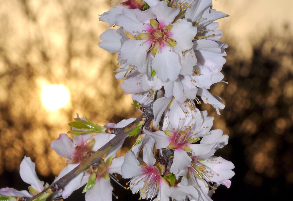 Almond flowering tree spring