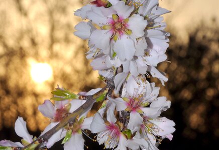 Almond flowering tree spring