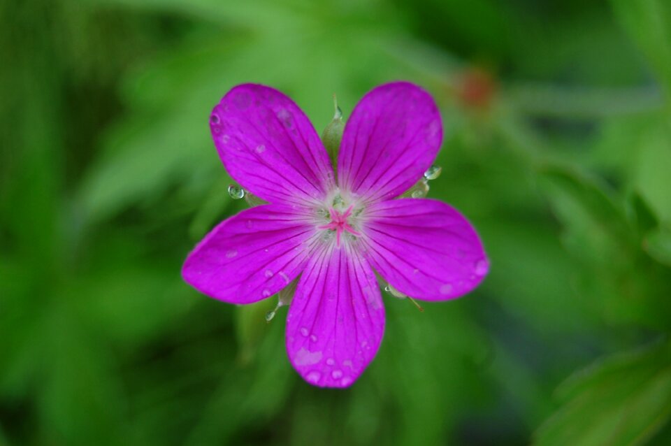 Droplets dewdrops pink flower