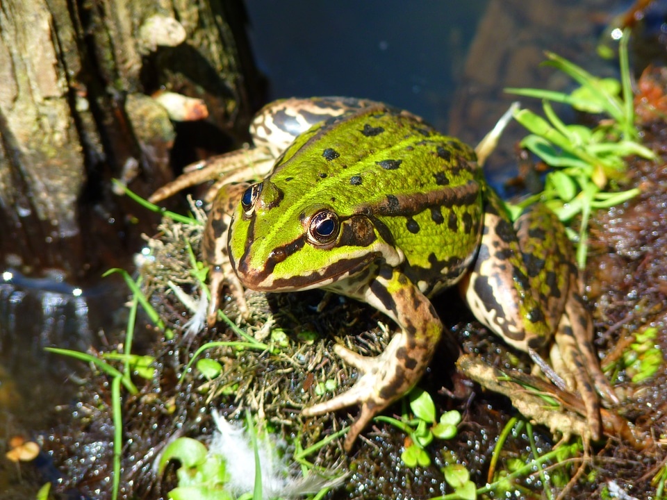 Green water creature photo