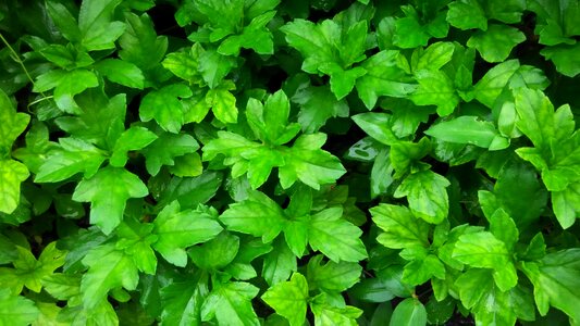 Natural garden leaf