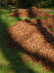 Autumn meadow shadow