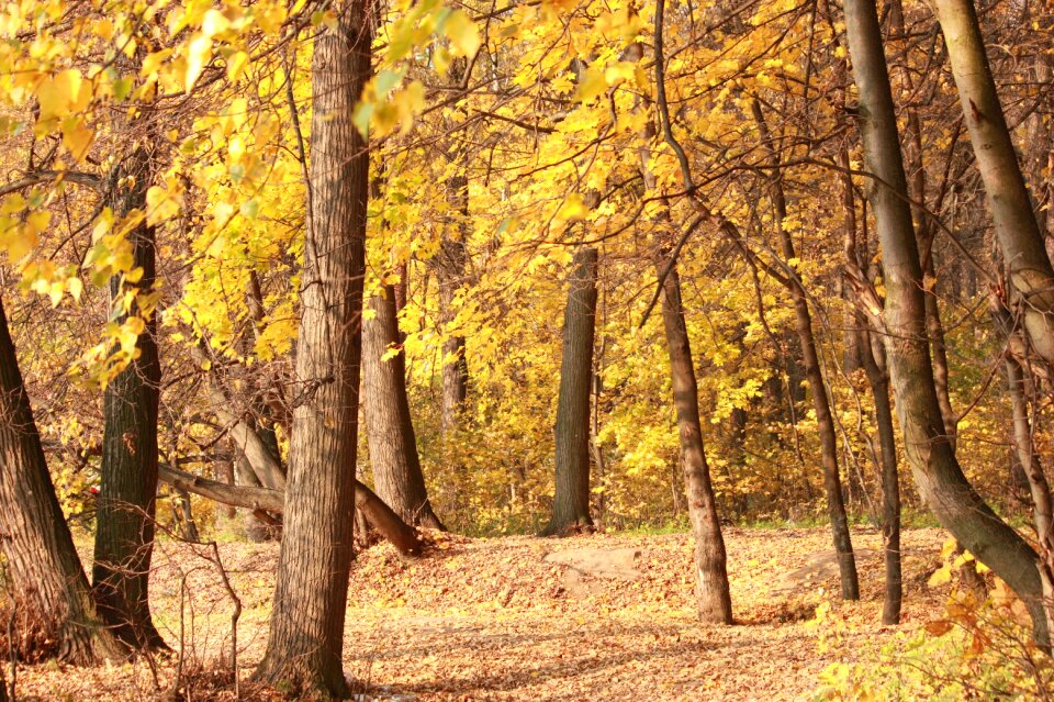 Autumn forest listopad golden autumn