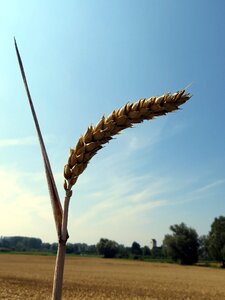 Food fields flour