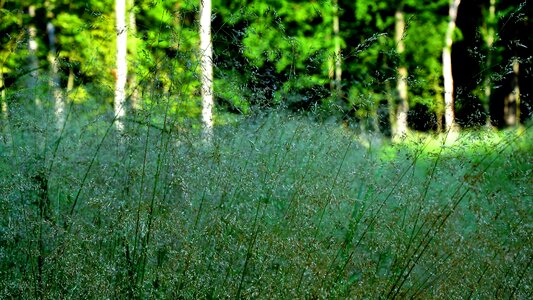 Forest summer herbs