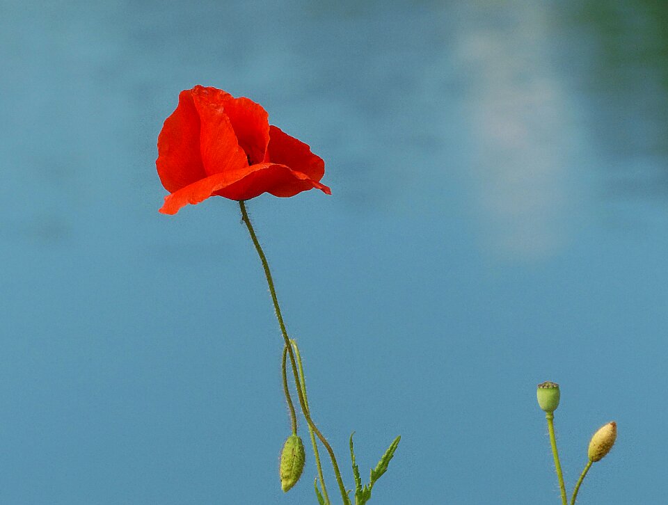 Red wild plant flower