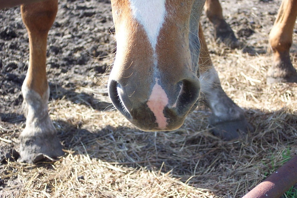 Eating nose mouth