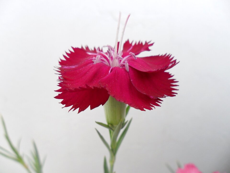 Flower œillet plant